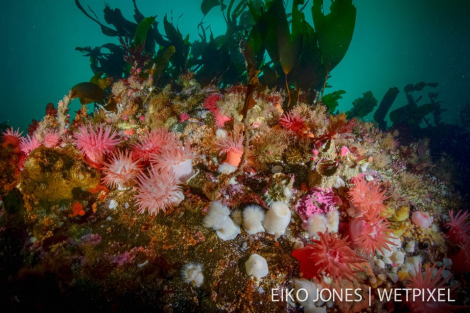 Field of Crimson Anemones (*Cribrinopsis fernaldi*) create an underwater garden in British Columbia's Emerald Sea near Telegraph Cove.