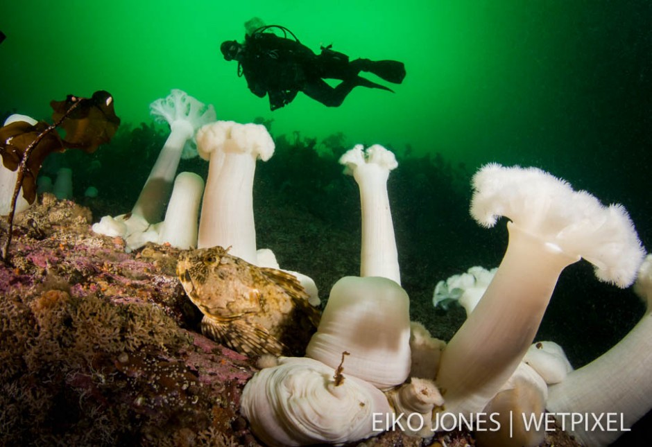 Scuba diver swims over a Cabezon (*Scorpaenichthys marmoratus*) hiding in Giant Plumose Anemone (*Metridium farcimen*) in Barkley Sound