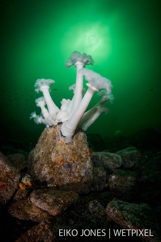 Giant Plumose Anemone (*Metridium farcimen*) growing on a rock deep in Barkley Sound.
