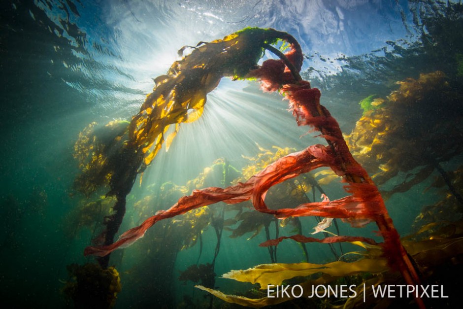 Sunlight streams past Bull Kelp wrapped in red blanket kelp in British Columbia's cold ocean waters.