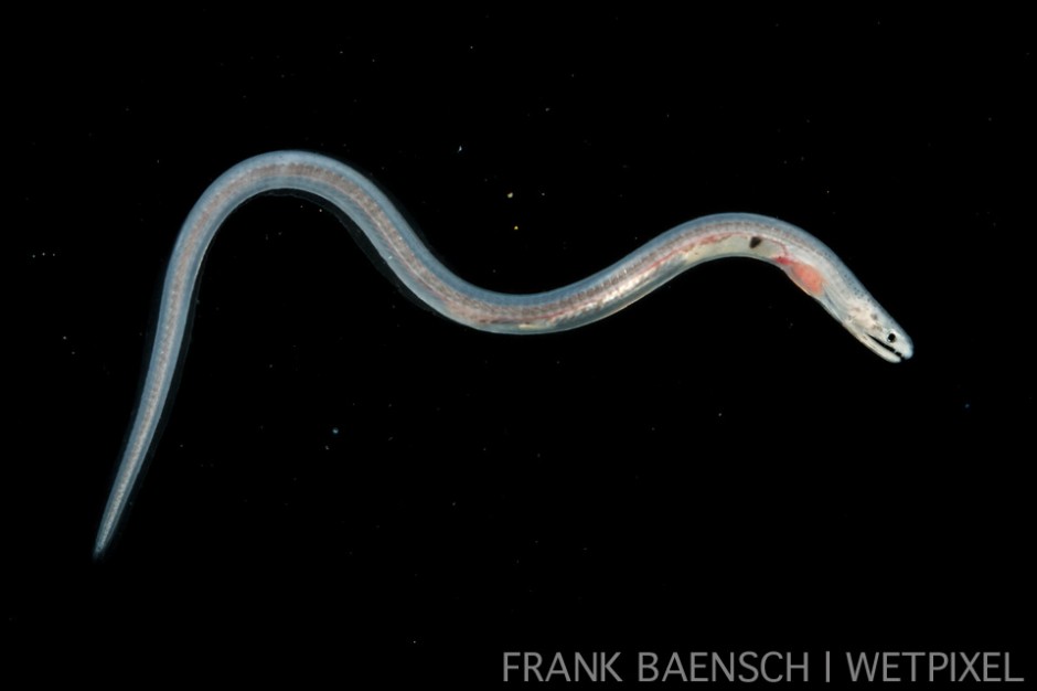 Eel post larva at 44 mm TL. Probably a garden eel. Rare.