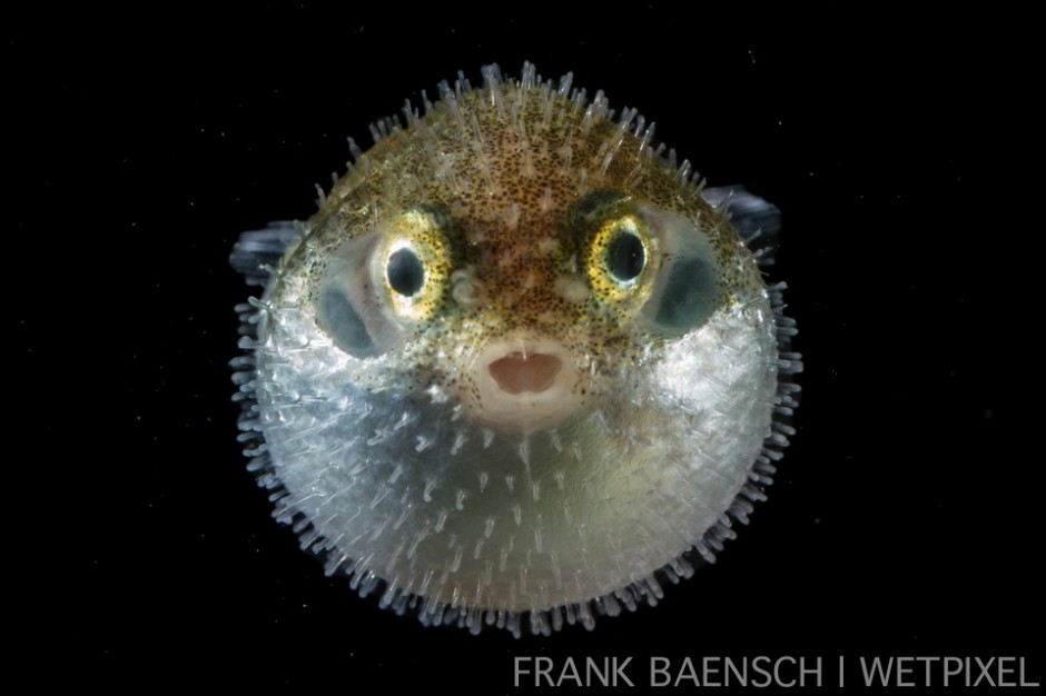 Pufferfish larva. 12.3 mm TL. This guy was ticked off but made it back to the ocean without incident.
