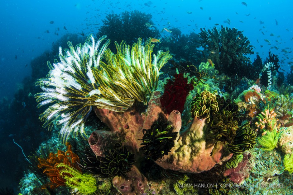 **Adam Hanlon:** Colored criniods and soft corals.