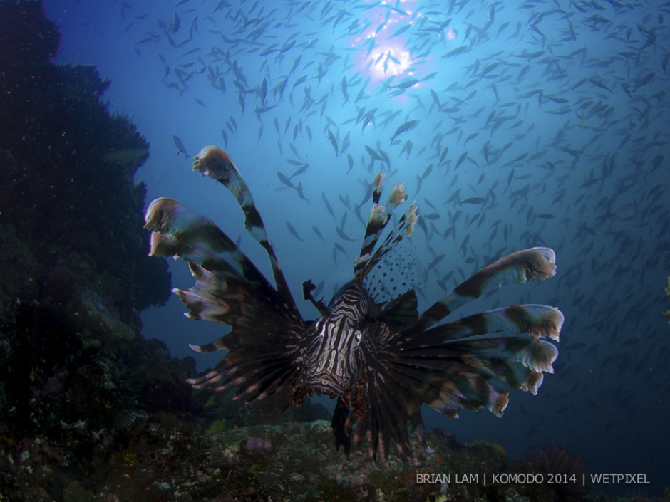 **Brian Lam:** Lionfish (*Pterois volitans*) cruising the reef.