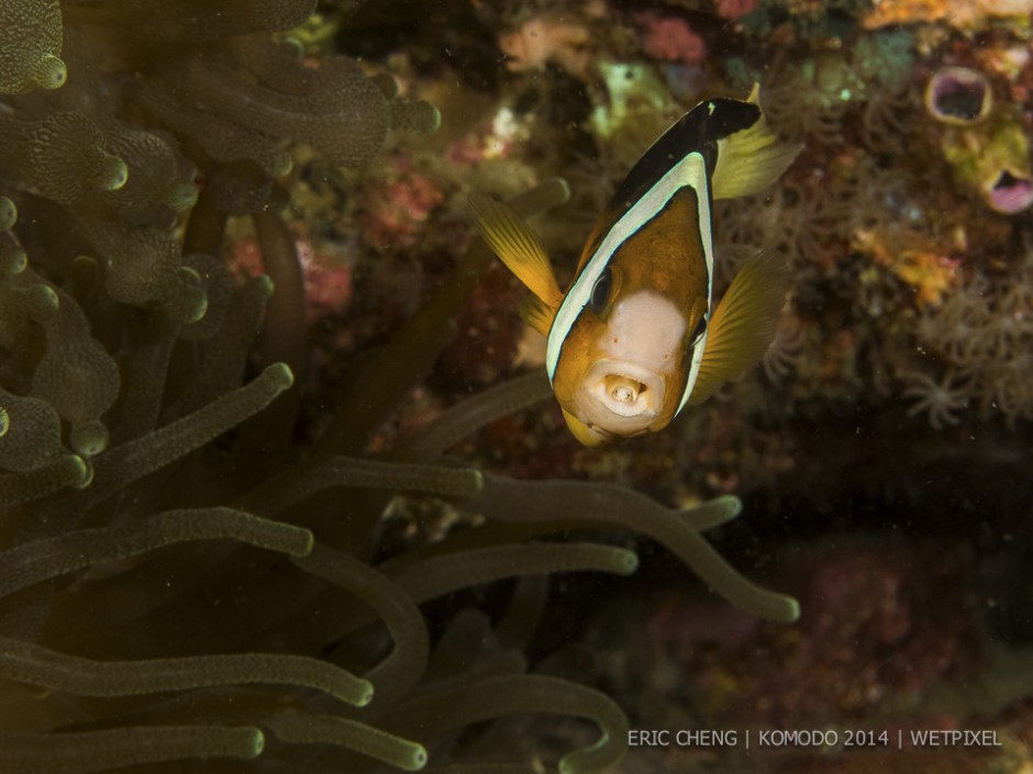 **Eric Cheng:** Tongue-eating isopod on Clarks' anemonefish (*Amphiprion clarkii*).