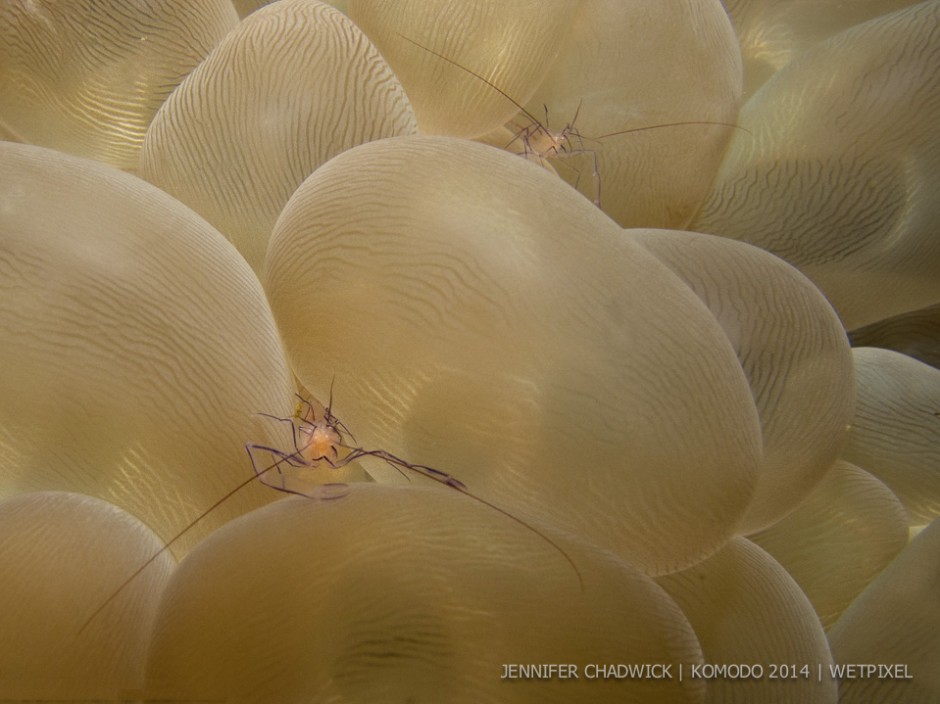 **Jennifer Chadwick:** Bubble coral shrimp (*Vir philippinensis*) in its bubble coral (*Plerogyra sinuosa*) host.