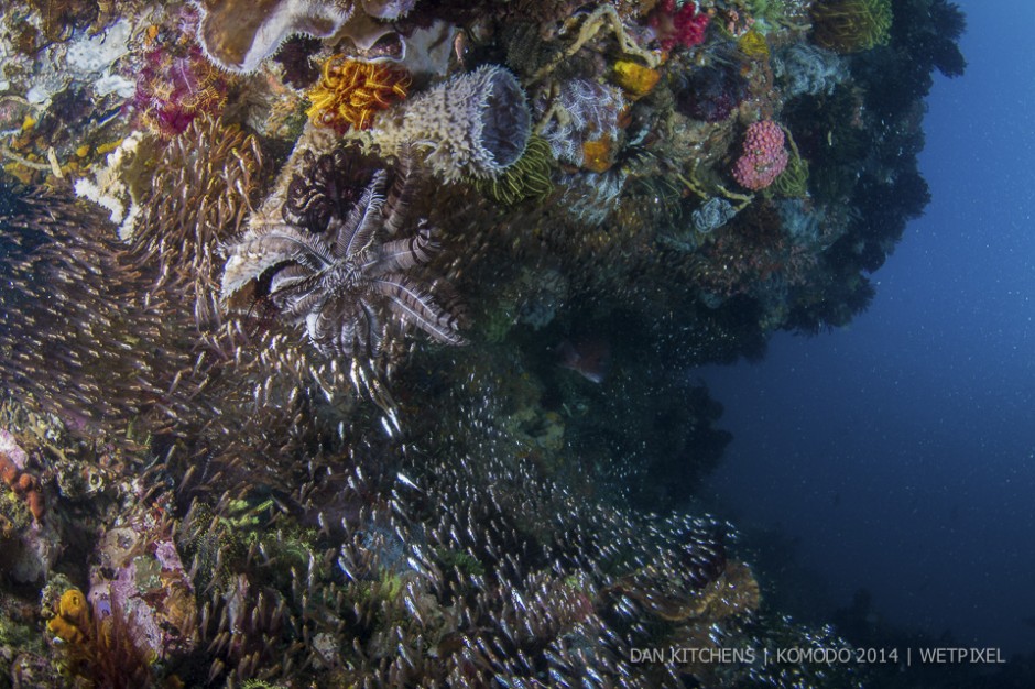 **Dan Kitchens:** Glassfish on the reef.