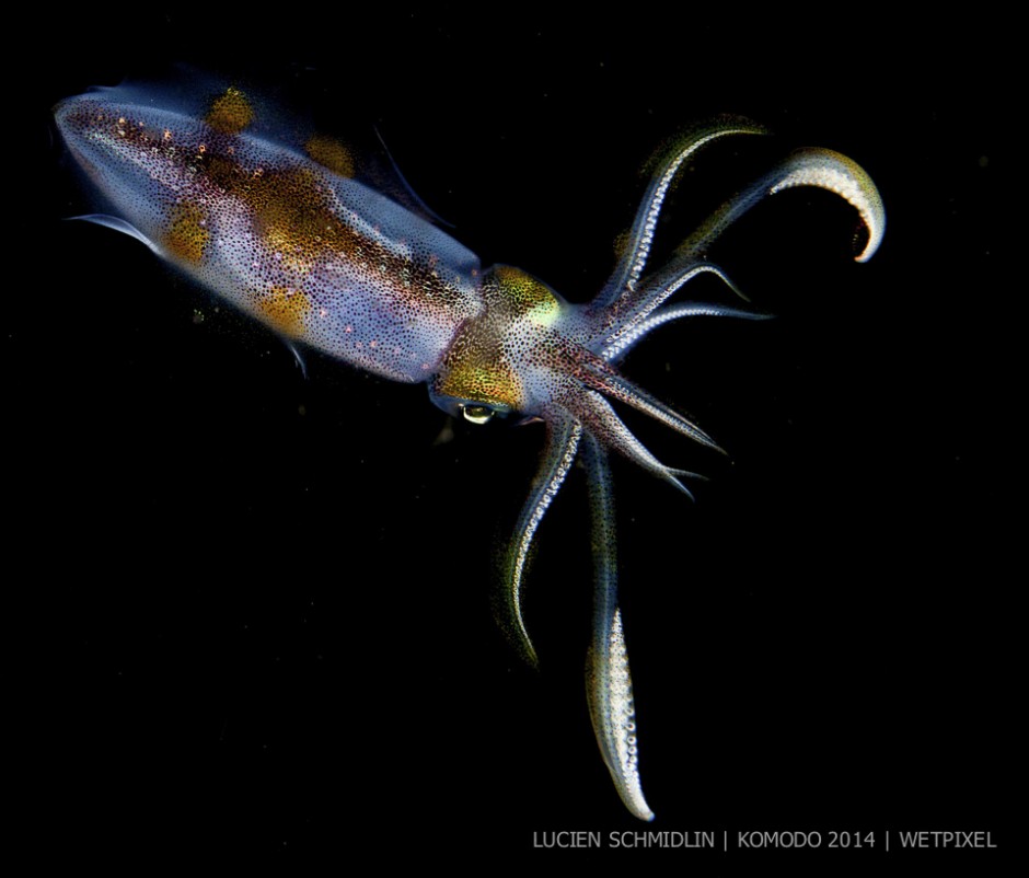 **Lucien Schmidlin:** Bigfin reef squid (*Sepioteuthis lessonia*) at night.