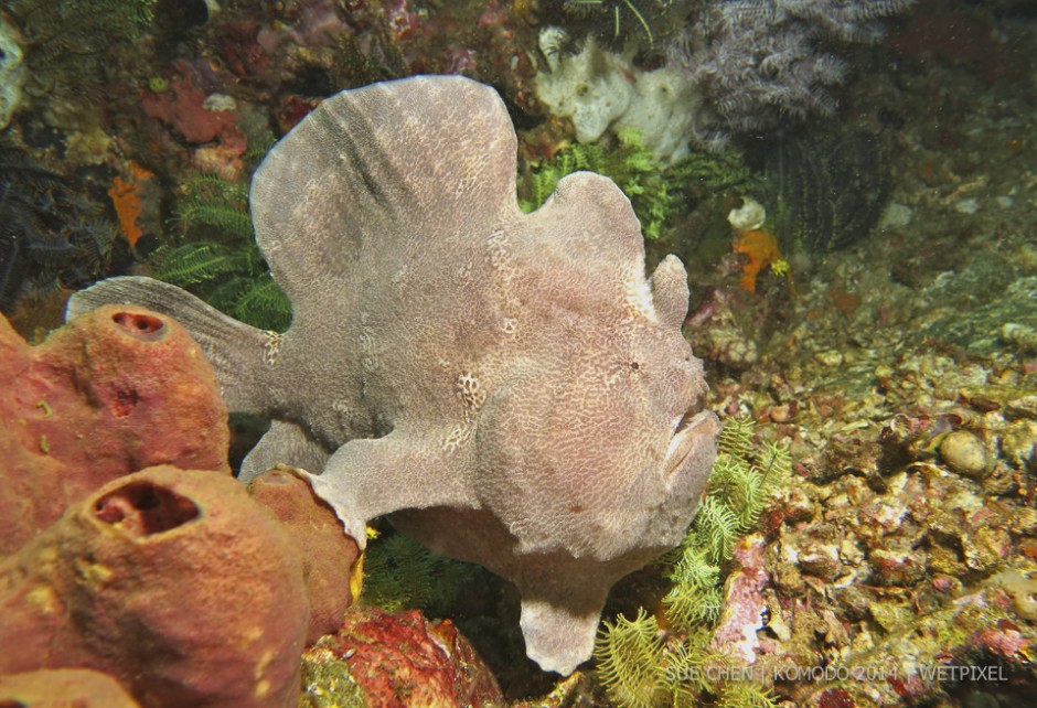 **Sue Chen:** Giant frogfish (*Antennmius commersoni.*) sits on the reef.