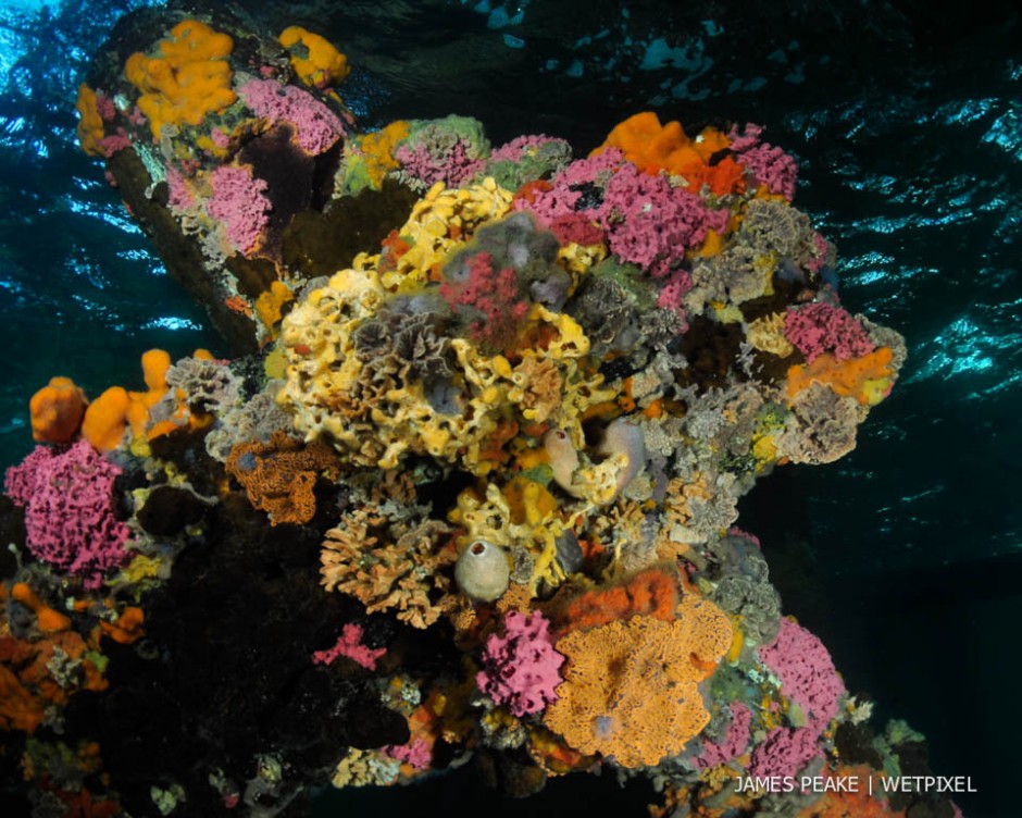 Ascidians, corals and sponges festooning pylons under Edithburgh Jetty, Yorke Peninsula, South Australia.