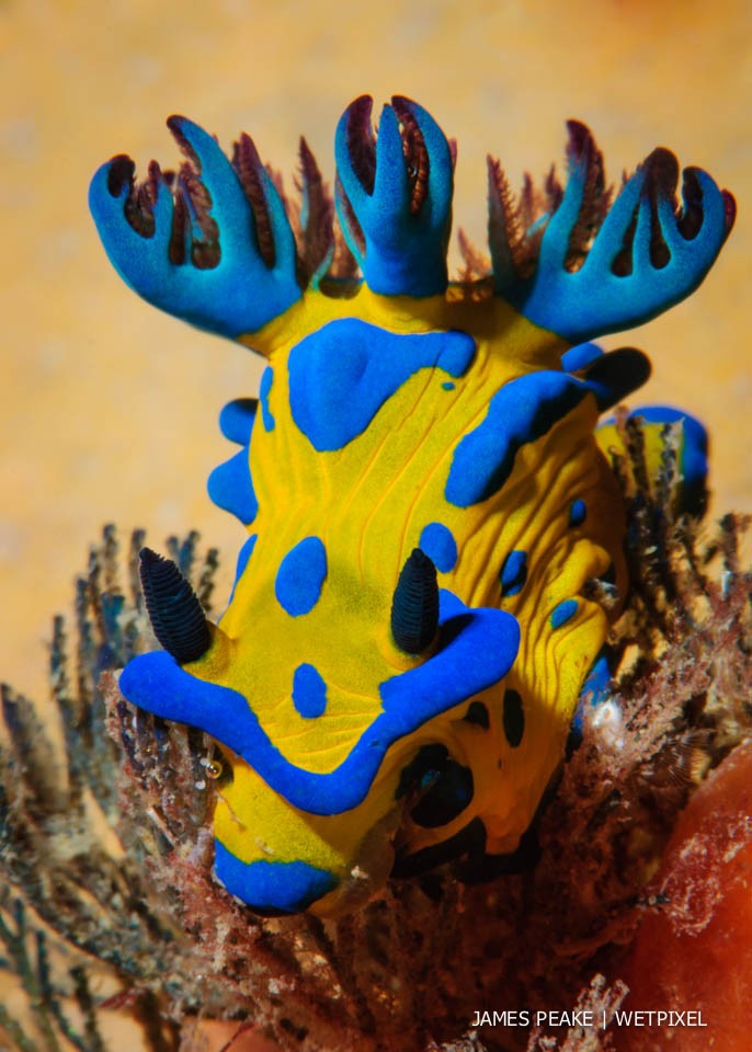*Tambja verconis*, Blairgowrie Marina, Victoria. Perhaps the most iconic of southern Australias sea slugs. Instantly recognisable with its vivid, plasticine like appearance. Often the first sea slug that novices here will ever see.