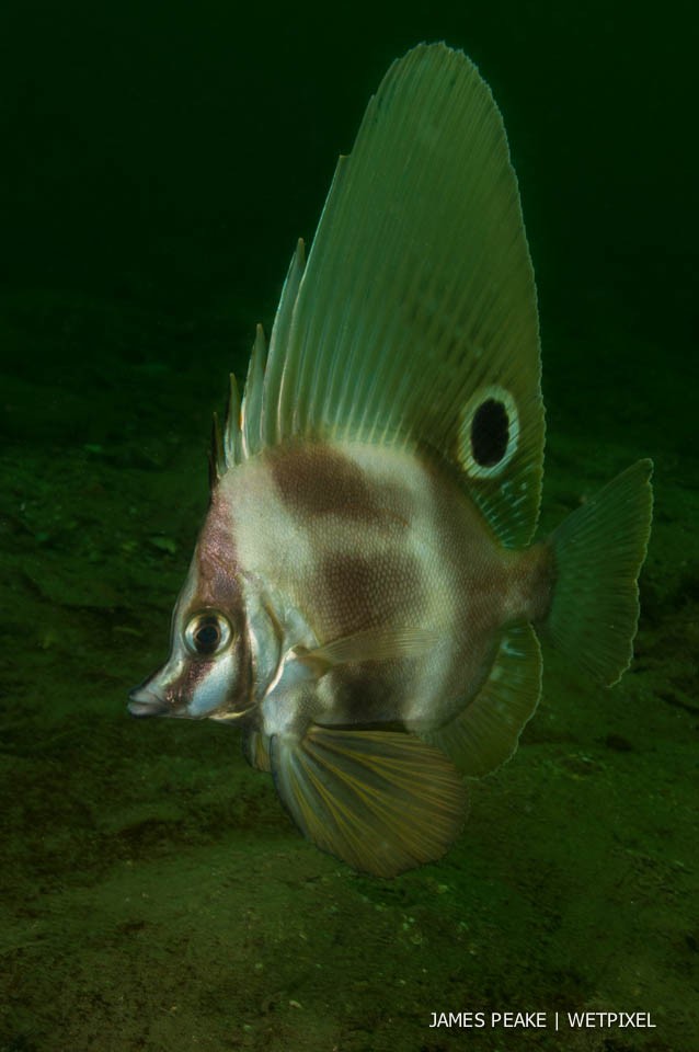 Short boar fish (*Parazanclistius hutchinsi*), Mornington Pier, Victoria. Short of body and with a huge dorsal fin these rarely sighted boarfish are a sight to behold.
