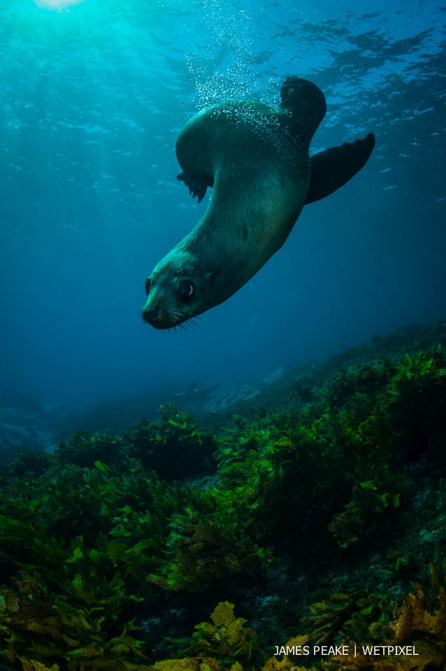 Australian Fur Seals, *Arctocephalus pusillus*, Montague Island, NSW. Playful and curious young Fur Seals are often eager to check out and interact with divers.