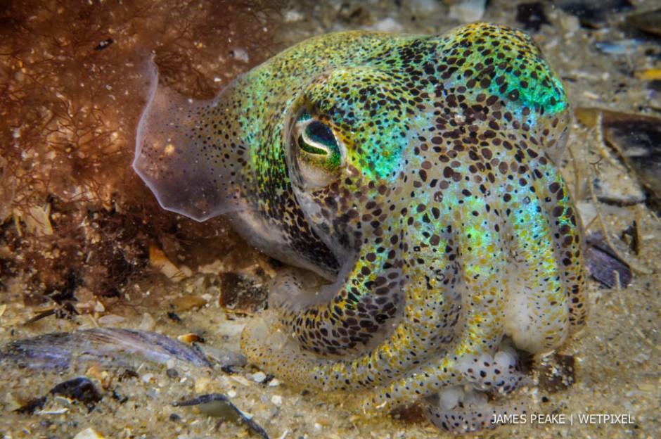 *Euprymna tasmanica*, Rye Pier, Victoria, on night dive. Dumpling Squids are one of my fave Cephalopods. Their dumpy bodies can change in colour remakably using both chromatophores (brown dots) and an irridescent skin layer below.
