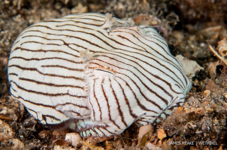 Striped Pyjama Squid, *Sepioloidea lineolata*, Edithburgh Jetty, Yorke Peninsula, South Australia. Unique to the southern half of Australia and with three curiously isolated populations. 