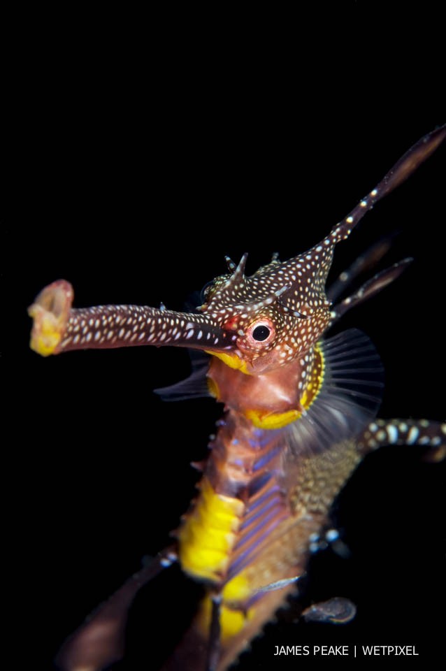 Weedy sea dragon (*Phyllopteryx taeniolatus*) portrait, Portsea Pier, night dive. These are common to southern Australian waters. Not as enigmatic as the leafy seadragon perhaps, but a very beautiful Sygnathid, especially when viewed close.