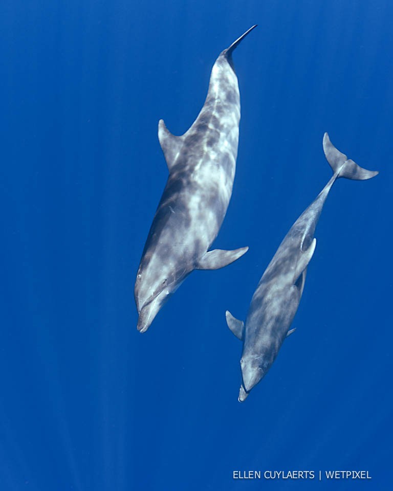 Bottlenose dolphins (*Tursiops truncatus*)in pelagic blue.