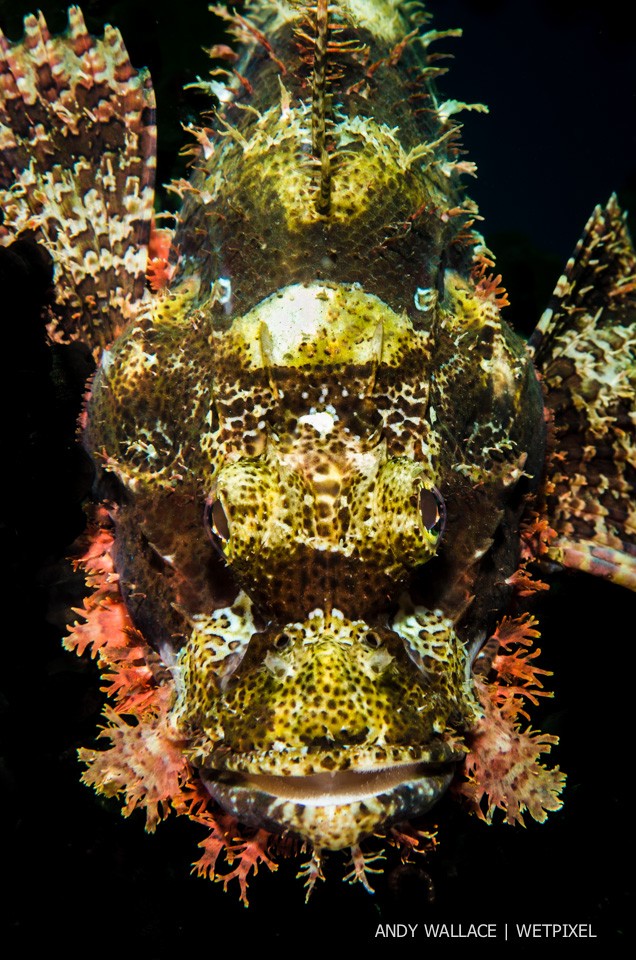 Andy Wallace: Tassled scorpionfish (*Scorpaenopsis oxycephala*).