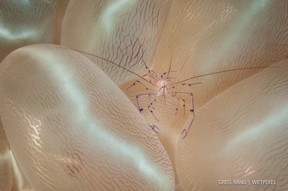 Greg Bang: Bubble coral shrimp (*Vir philippinensis*) in its bubble coral (*Plerogyra sinuosa*) host.