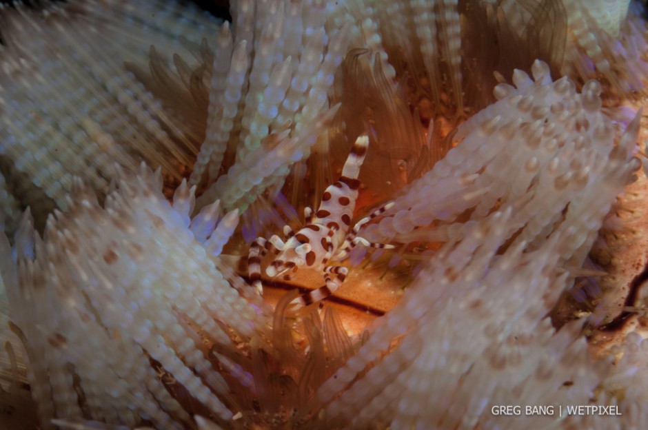 Greg Bang:Coleman shrimps (*Periclemens colemanii*) on a fire urchin (*Asthenosoma varium*).