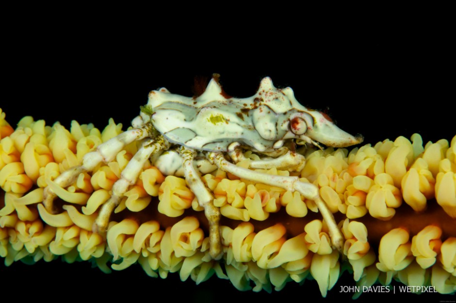 John Davies: Anker's whip coral shrimp (*Pontomdes ankeri*).