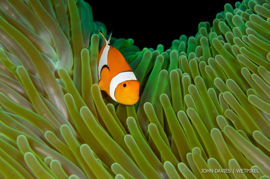 John Davies: False clown anemonfish (*Amphiprion ocellaris*).