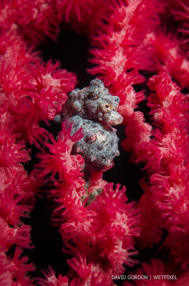 David Gordon: Pygmy seahorse (*Hippocampus bargibanti*)