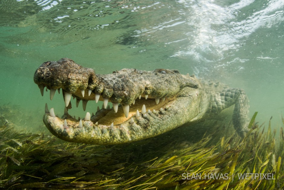 Sean Havas: American salt water crocodile (*Crocodylus acutus*).