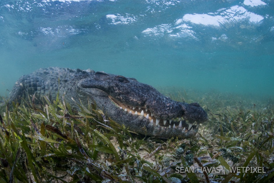 Sean Havas: American salt water crocodile (*Crocodylus acutus*).