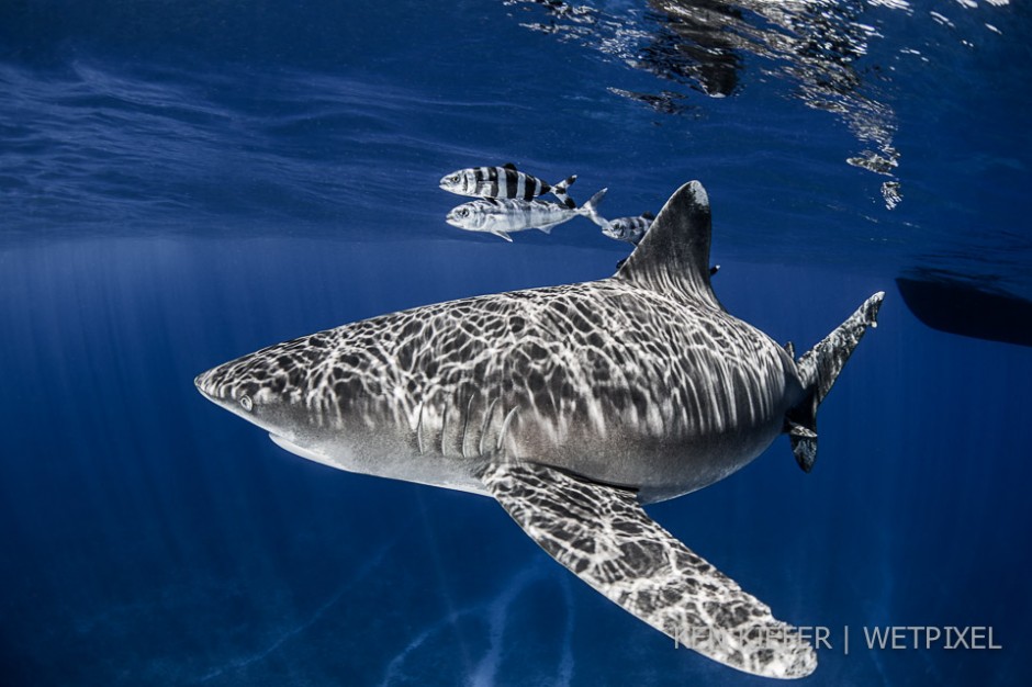 Oceanic whitetip in the midst of sunrays over a mid ocean seamount.