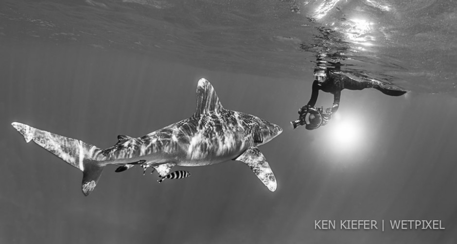 Ellen Cuylaerts and and oceanic whitetip respectfully enjoy each other's presence.