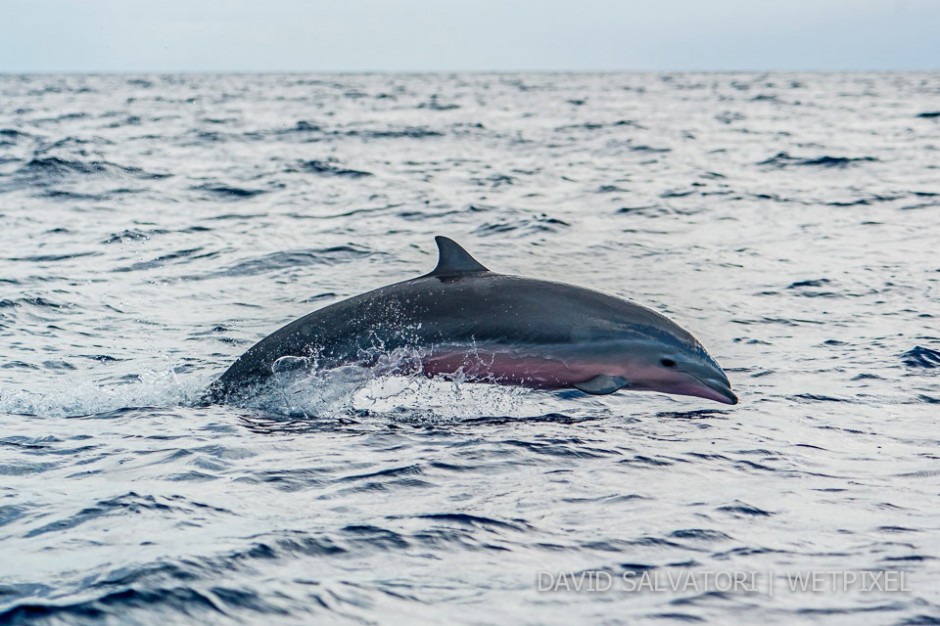 Dominica - jumping pink-belly dolphin.