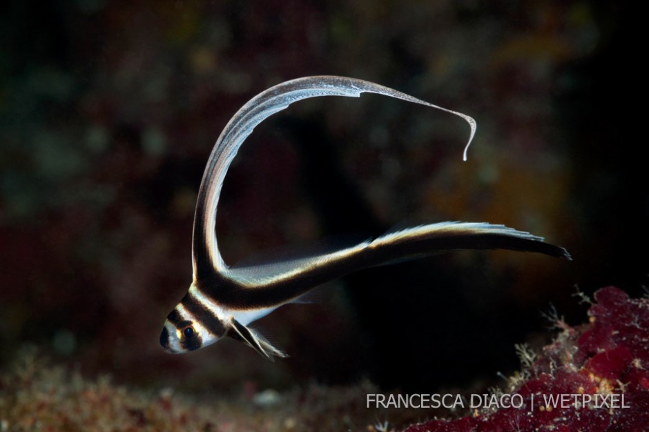 The Juvenile Spotted Drum's (*Equetus punctatus*) long dorsal fin sways like a ribbon as it swims around its territory.