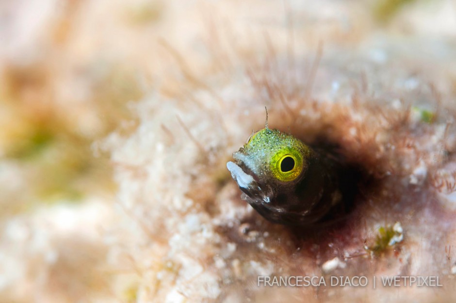 This Spinyhead Blenny (*Acanthemblemaria spinosa*) is one of  more than thirty species of blennies found on Roatan.