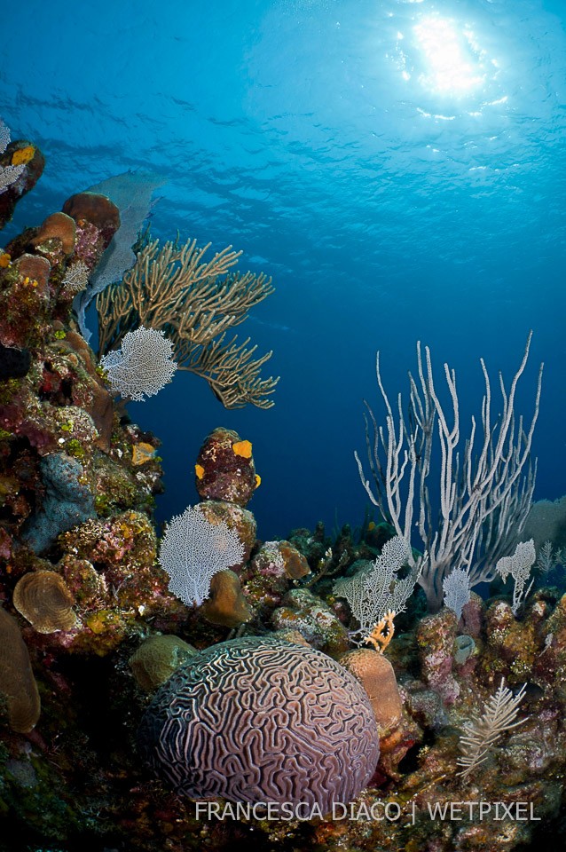 This reef scene shows the lovely diversity of coral found on the north side of Roatan.