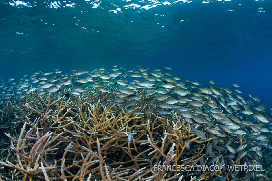 A school of juvenile-to-intermediate striped parrotfish (*Scarus iseri*) forage around the staghorn coral (*Acropora cervicornis*) at Cordelia Banks.