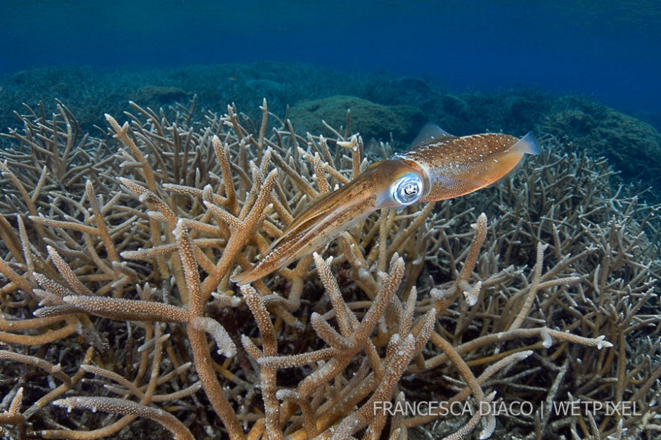 A caribbean reef squid (*Sepioteuthis sepioidea*) hovers over staghorn coral *(Acropora cervicornis*) at Cordelia Banks.