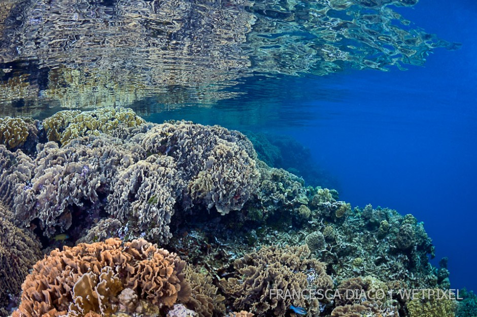 This reef scene shows the expansive coverage of hard coral at Cordelia Banks. 