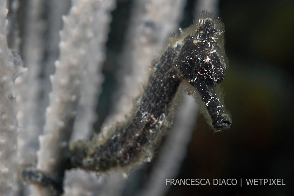 A Longsnout seahorse (*Hippocampus reidi*) clings to a Spiny Sea Fan (*Muricea muricata*).