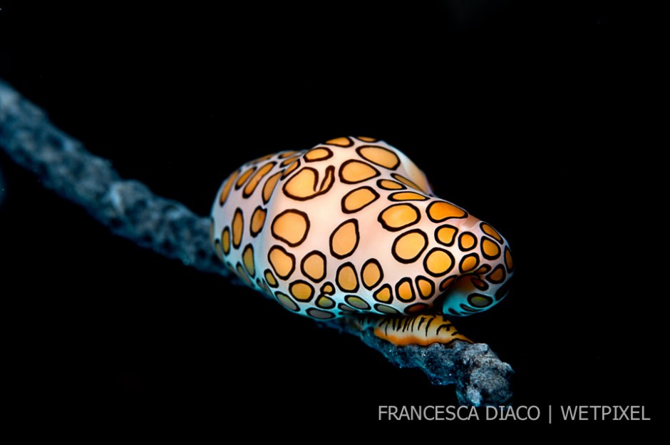 The Flamingo tongue (*Cyphoma gibbosum*) is one of the many species of mollusks found in Roatan.