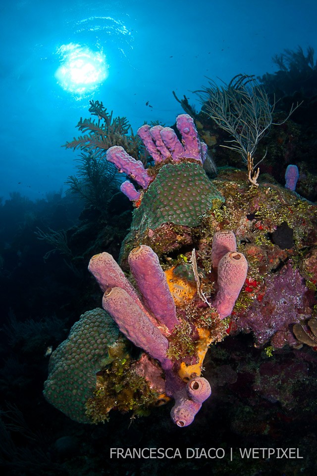 Purple tube sponges (*Pseudoceratina crassa*) grow on the wall on the north side of the island at Havey's Hideaway.