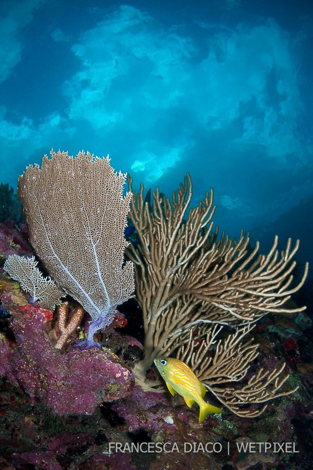 A french grunt (*Haemulon flavolineatum*) hovers close to some sea fans (*Gorgonia ventalina* and *Muricea pinnata*) under moody skies and glassy seas on the north side of Roatan.
