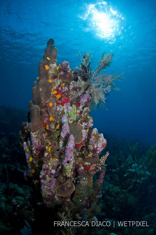 Encrusted Pillar Coral (*Dendrogyra cylindrus*) stands above the rest at the top of Half Moon Bay Wall on the north side of the island.