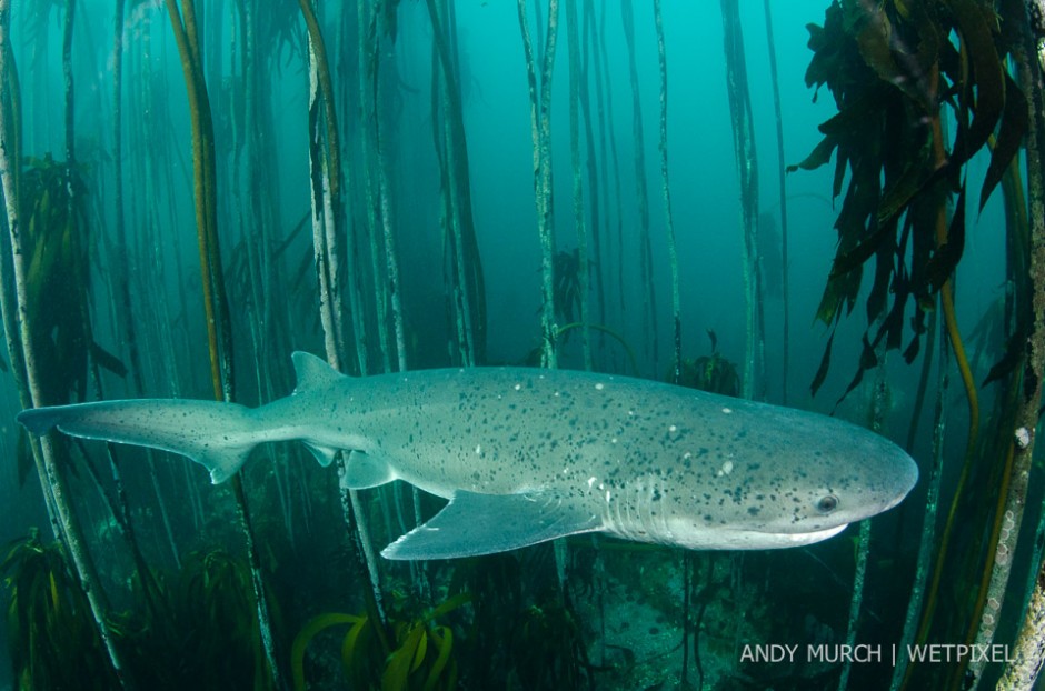 Bamboo kelp provides a beatiful backdrop for images of broadnose sevengill sharks which hide in the forests to avoid great white sharks, their only natural predator.