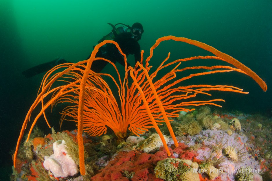 An enormous tangerine fan coral flops back and forth in the surge, against a backdrop of False Bay's lurid green water. Virtually anywhere along False Bay's rugged coastline, one can find hundreds of unusual sponges and coral species.