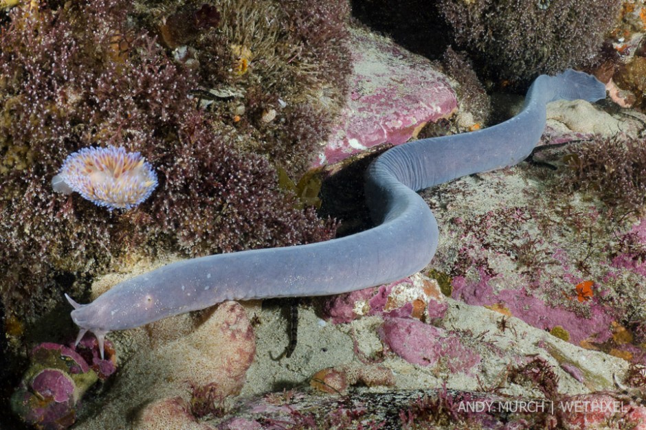 South African Hagfish (*Myxine capensis*) - one more example of the sheer uniqueness of this region.