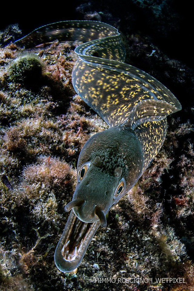 A moray eel (*Muraena helena*) during a night dive. Puolo,Sorrento, Gulf of Napoli.