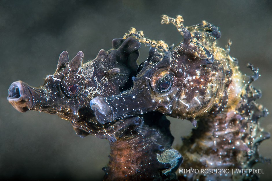 The photo shows the two types of seahorses in the Mediterranean (*Hippocampus hippocampus* on the left and *Hippocampus guttulatus* on the right). I had never seen them together but a strong current brought them closer for a few seconds.