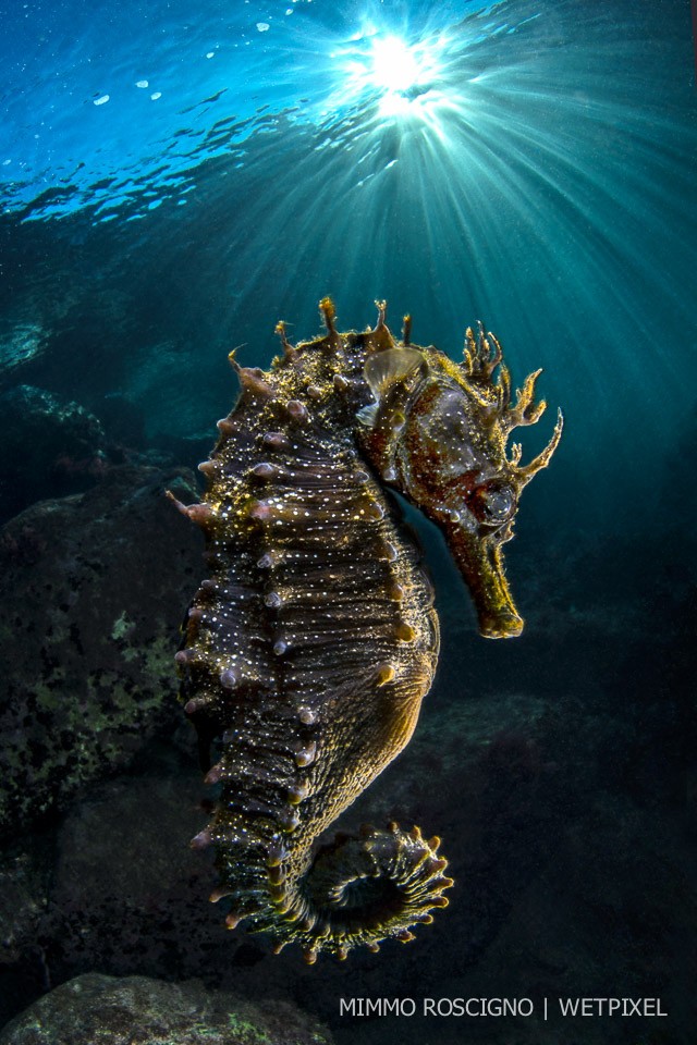 Seahorse (*Hippocampus guttulatus*) swims in the shallows of the beach Caterina, Sorrento, Napoli.