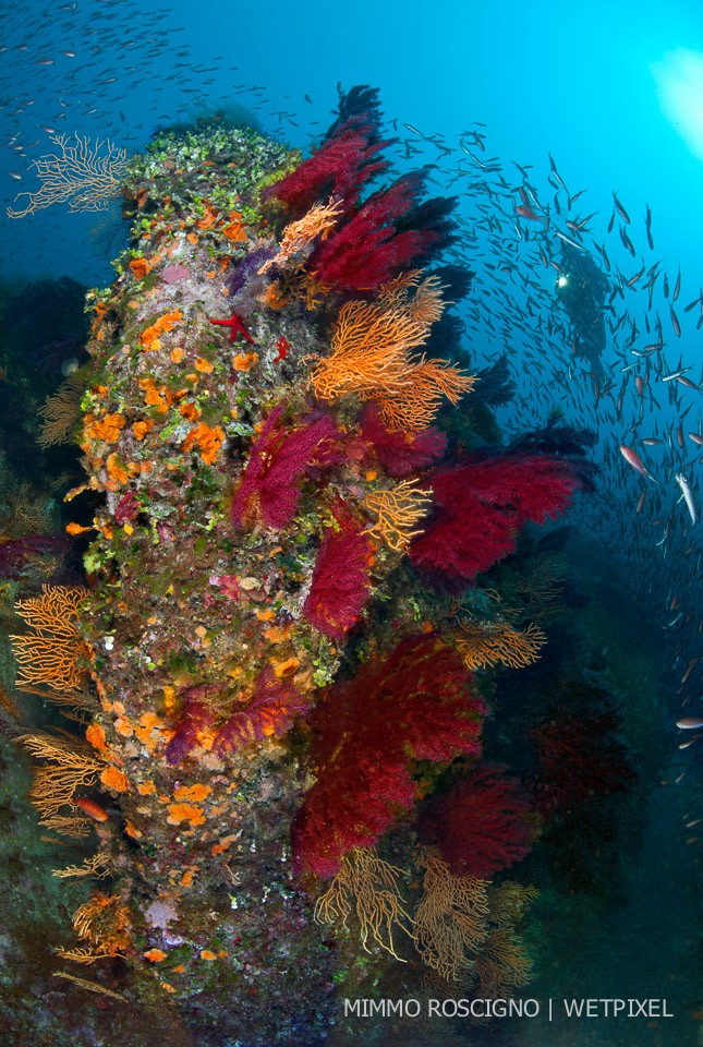 A rocky outcrop colonized by yellow and red gorgonians juts into the waters of Punta Carena, Capri, Napoli.